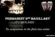 Permanent 2 Maxillary Molars - KSUfac.ksu.edu.sa/.../rds_110_2nd3rd_maxillary_molars... · Max. right 1stmolar Max. right 2nd molar. DB is smaller DL is smaller No fifth cusp. MB