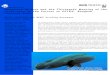 Humphead Wrasse and the Thirteenth Meeting of the Conference … · 2020. 5. 29. · At the Thirteenth Meeting of the Conference of the Parties to CITES (CoP13), Parties will consider
