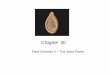 Plants II Chapter 30 - WCJCfacultyweb.wcjc.edu/users/kevind/documents/BIOL_1407... · 2020. 12. 18. · • Phylum Coniferophyta – Most conifers have modified leaves – needles