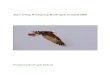 Jaarverslag WRZ 2008 - Roofvogels Zeeland · 2013. 3. 5. · Jaarverslag Roofvogelwerkgroep Zeeland 2008 4 2 Inleiding Sinds 1995 wordt jaarlijks een verslag opgesteld over broedende
