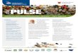 the PULSE - ACIAR Research Portal · PULSE Project officers from Pakistan on the pulse By Emily Malone, Communications Officer, Graham Centre for Agricultural Innovation The opportunity