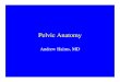 Pelvic Anatomy (Lecture Notes)