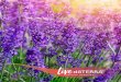 doTERRA Live Guide