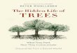 The Hidden Life of Trees: What They Feel, How They Communicateâ€”Discoveries from a Secret World