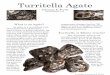 Turritella Agate - Microscopy-UK full menu of microscopy and