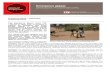 Emergency appeal Zimbabwe: Food Insecurity - IFRC.org - IFRC