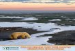 Polar Bears and The arcTic - Home | Climate Classroom KidsClimate
