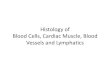Histology of Blood Cells, Cardiac Muscle, Blood Vessels and Lymphatics