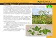 Giant Ragweed - Good Oak Ecological Services: Sustainable