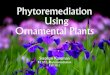 Phytoremediation Using Ornamental Plants