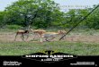 La Bandera Ranch - Simpson Ranches · 2020. 9. 15. · Southwest on CR 440 near La Bandera, TX. Property is situated 12 miles due west of the Kleberg County Municipal Airport and
