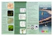 Algae Identification Guide - University of South Florida · 2020. 2. 6. · FL ORID A GULF C O AST UNIVERSIT Y | AL GAE IDENTIFIC A TION GUIDE . 1. Agardhiella subulata 5. Solieria