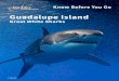 Guadalupe Island...Bienvenidos! We encourage you to spend an extra day or two before your trip enjoying the lovely resort town of Ensenada. We especially recommend a Guadalupe Valley