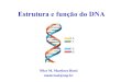 Estrutura e função do DNA...Estrutura do DNA Função do material genético Replicação do DNA Transcrição Tradução (código genético) Splicingalternativo Estrutura do DNA