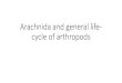 Arachnida and general life- cycle of arthropodsmjfveterinarycollege.org/webroot/uploads/ppt/1604910511...Class-Arachnida •two body segments - cephalothorax and abdomen •legs (4