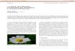 La flora del Pirineu: consultes de botànica a través d’internet · 2017. 8. 19. · consultes de botànica a través d’internet Gerard Carrión IES Narcís Monturiol, Figueres