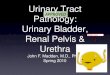 Urinary Tract Pathology Lecture 2: Urinary Bladder · 2021. 4. 22. · Most conditions of ureteritis and pyelonephritis are also ascending infections. Fungal cystitis is unusual except