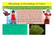 Physiology or Psychology of Colors