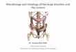 Morphology and histology of the large intestine and the rectum