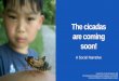 The cicadas are coming - ucucedd.org