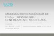 MODELOS BIOTECNOLÓGICOS DE FRIJOL (Phaseolus spp 