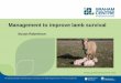 Management to improve lamb survival
