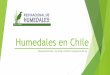 Humedales en Chile - camara.cl