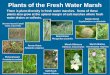 Teaching Marsh Posters - VIMS