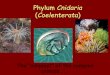 Phylum Cnidaria Coelenterata - shcollege.ac.in
