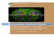 Microscopia Confocal Básica - UFJF