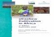 oCashew Cultivation in Africa - prod5.assets-cdn.io