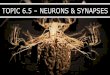 TOPIC 6.5 NEURONS & SYNAPSES - sciencestephenson.com