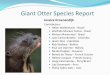 Giant Otter Species Report