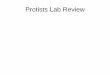 Protists Lab Review - Napa Valley
