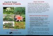 Central Texas About This Guide Wetland Plants Central 