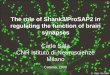 The role of Shank3/ProSAP2 in regulating the function of 