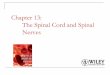 Chapter 13: The Spinal Cord and Spinal Nerves
