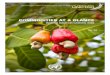 Special issue on cashew nuts - Home | UNCTAD