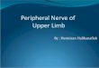 Peripheral Nerve of Upper Limb