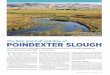The Rise and Fall and Rise of POINDEXTER SLOUGH