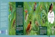 Catalogo Aves 01 - Instituto Amazónico de Investigaciones 