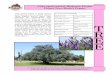 Vitex agnus-castus ‘Montrose Purple’ Chaste Tree, Monk’s 