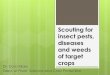 Scouting for insect pests, diseases and weeds of target crops