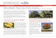 The Right Tree for Your Lawn - UMD