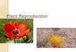NOTES: Plant Reproduction and Development (Ch 38)