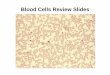 Blood Cells Review Slides
