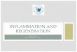 INFLAMMATION AND REGENERATION