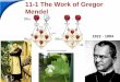 11-111 The Work of Gregor Mendel -1 The Work of Gregor Mendel