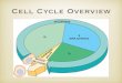 Cell Cycle Overview - cflsap.files.wordpress.com