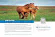 An immunotherapeutic for treating endometritis in mares